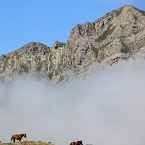 Nouvelles activités BELAROUAT